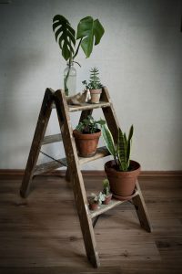 vintage ladder with plants