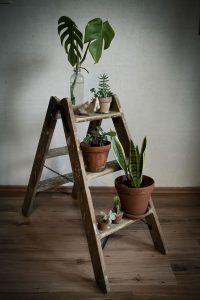 vintage ladder with plants
